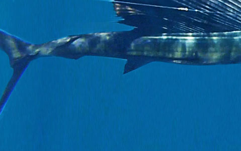 sailfish ..marlin ..mahi mahi 